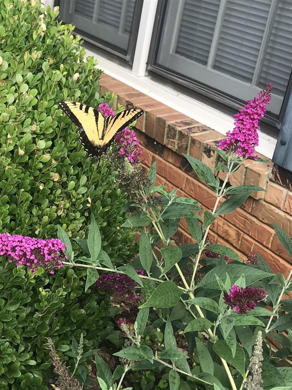 Butterfly